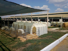 Домик MINI Y для телят